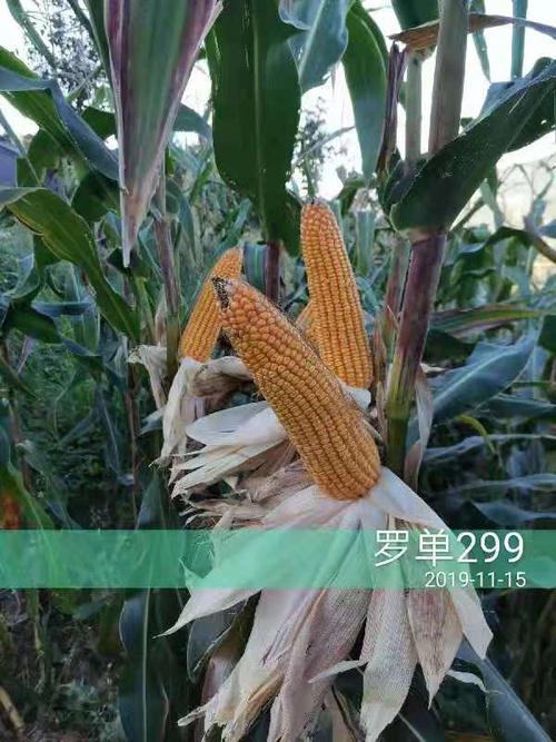 天琦农资经营部玉米种子热卖了