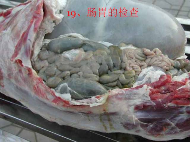 科普|羊疾病探视方法之病羊解剖(图文实操)