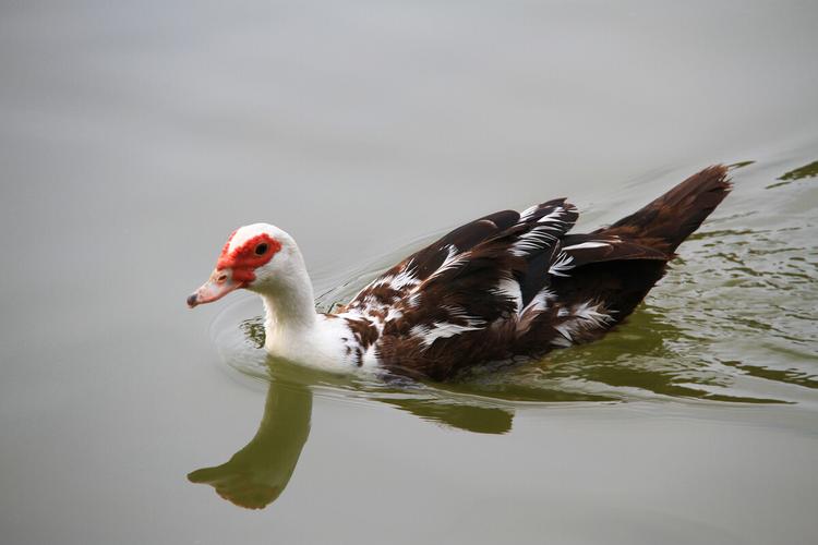 寻寻觅觅 饥饿 孤独的白头鸭