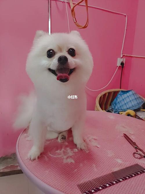 博美俊介装,不知道我客户满不满意08_博美_宠物_宠物美容_宠物_狗