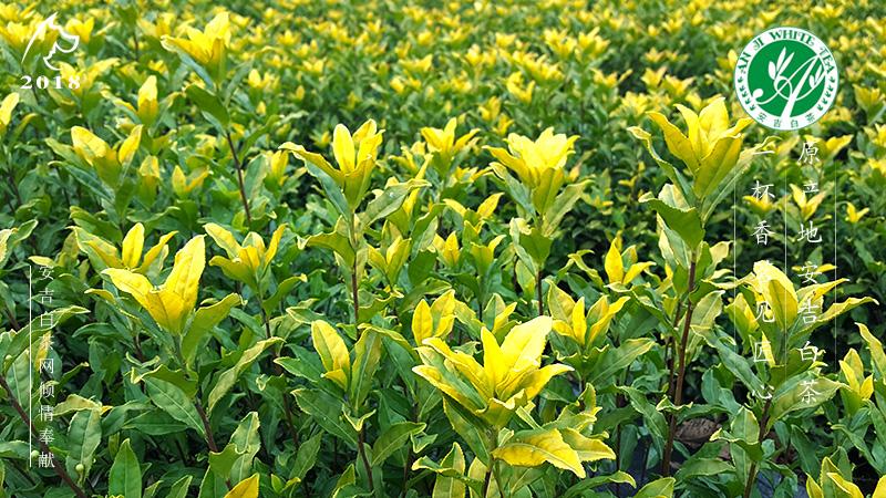 茶树品种 安吉黄金芽 安吉奶白茶 黄金叶