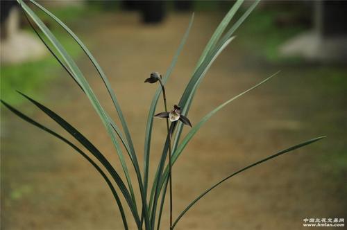 20168012细叶寒兰经典紫花(端研)