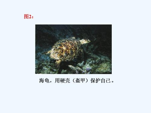 动物的防身术ppt