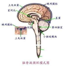 脑脊液循环