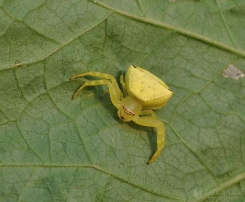 植物的朋友害虫的天敌三突花蜘蛛高清图