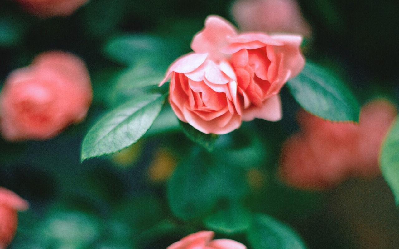 治愈系唯美花卉植物高清桌面壁纸图片