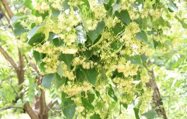 蜜源植物只能用来产蜜?大错特错!