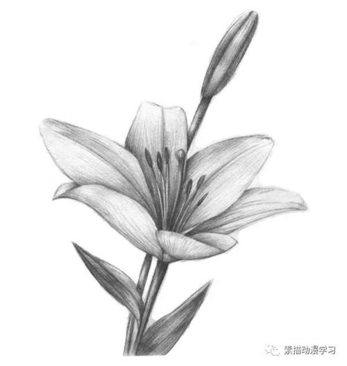 素描百合的绘画技法