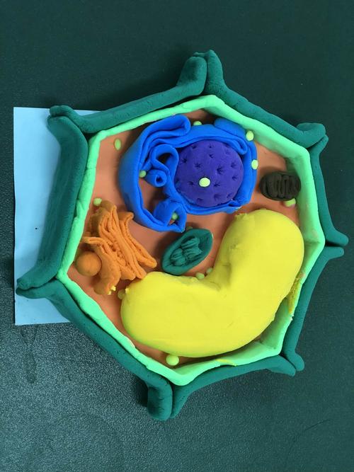 世界——高一生物第二课堂活动暨运用物理模型制作真核细胞的三维模型