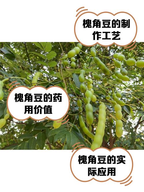 槐角豆 槐角豆,大家知道吗?