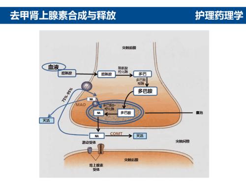 医科大学精品课件:护理药理学-张庆-去甲肾上腺素的合成 释放 消除