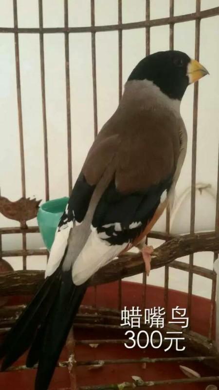 卖辣椒红玉鸟,蜡嘴鸟