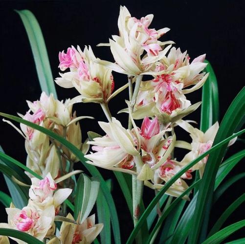 一款以奇闻名的兰花花型独特香味扑鼻夏季养兰首选佳品