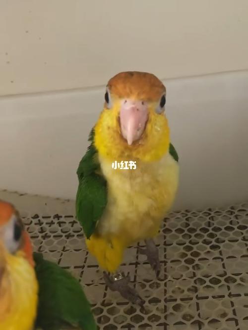 金凯_鹦鹉_手养鹦鹉_宠物_宠物其他