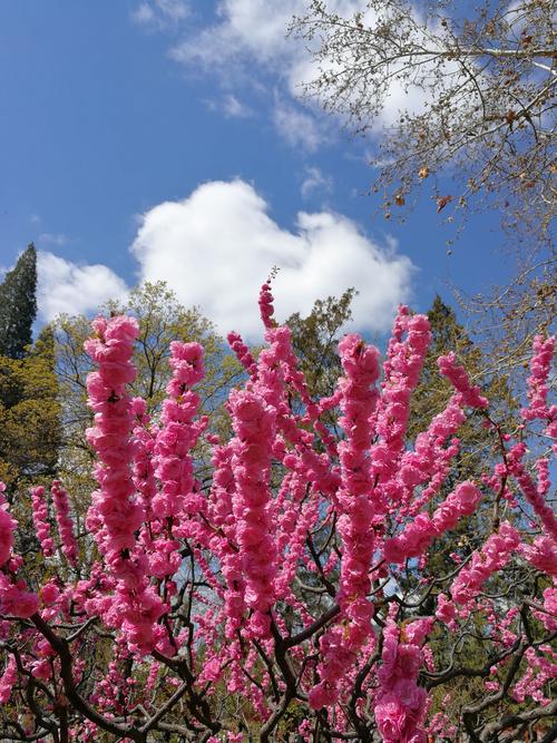 2019初春三月春意盎然～春的气息带来～腊梅,玉兰,桃花,梨花,迎春花争