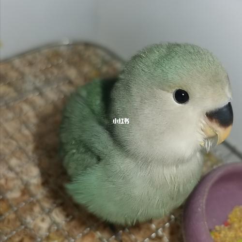 牡丹鹦鹉宝宝绿银胖头鱼_牡丹_牡丹鹦鹉_宠物_宠物其他