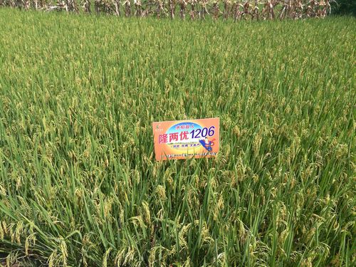 隆两优1206开启水稻高产新篇章!