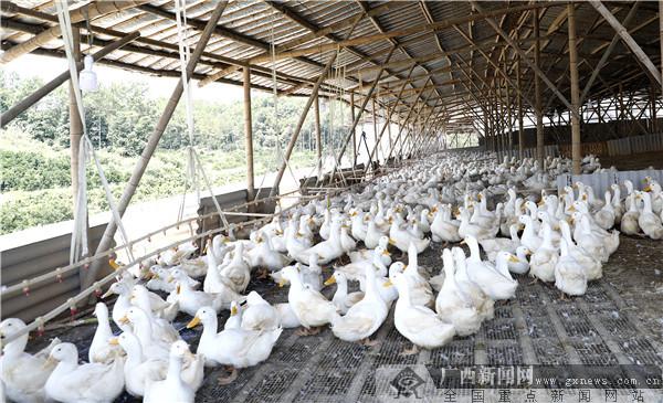 荔浦6位返乡农民荒山养鸭日均捡蛋量超13万个