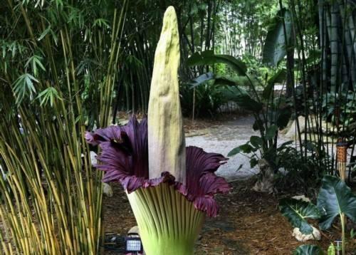 地球上10大味道最怪的植物,第五个名字让女人们害羞