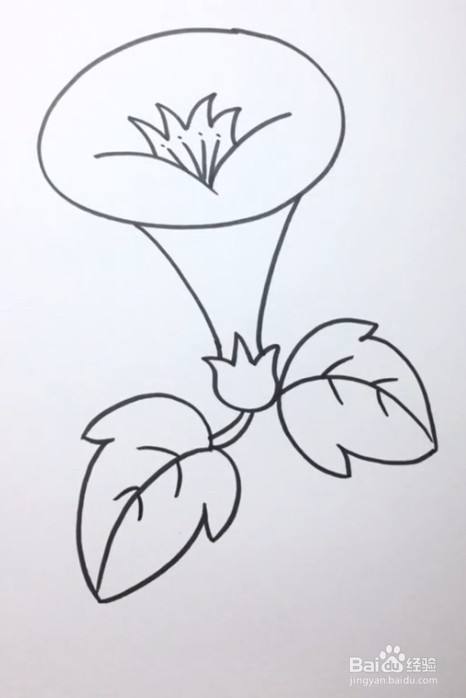 牵牛花怎么画好看