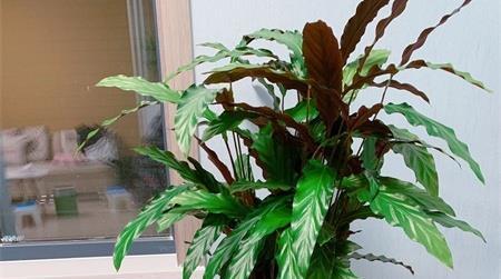 如果家里光照不好,还比较阴凉,又想养一颗开花绿植,可以养紫贝竹芋哦