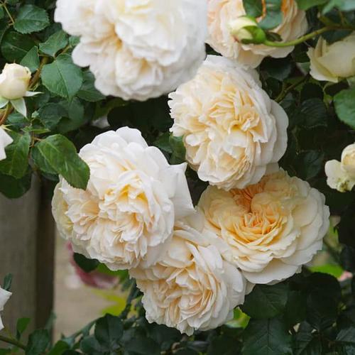 艾松花园法国戴尔巴德月季花苗丰灌木开大浓香花卉