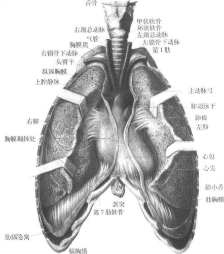 胸膜-人体解剖学-医学