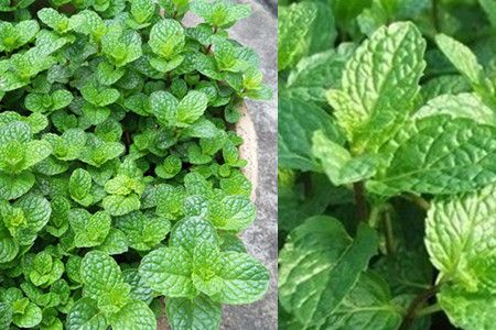 【图】鱼香草与薄荷的区别 还有你不知道的事