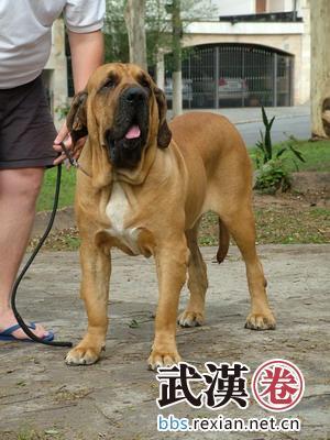 被咬怎么办?武汉疾控中心地址