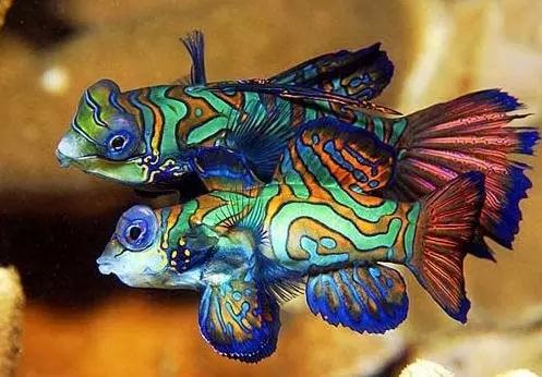 五彩青蛙鱼简笔画