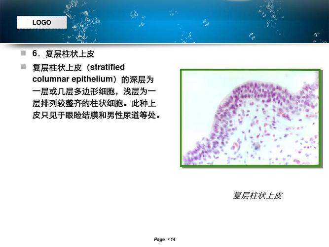 复层柱状上皮   复层柱状上皮(stratified columnar epithelium)的