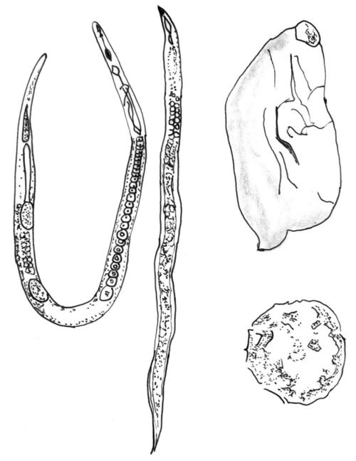 如何识别与防治甘薯茎线虫病?