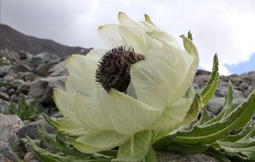 厂家批发新疆天山雪莲礼盒 雪莲花 天山雪莲批发 保健礼品