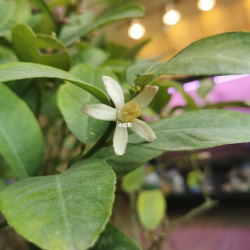 柠檬树全开雄花一朵雌花都没有01_柠檬树_家居