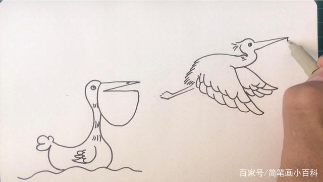 简笔画鹈鹕怎么画,分享两种画法,记得收藏哦