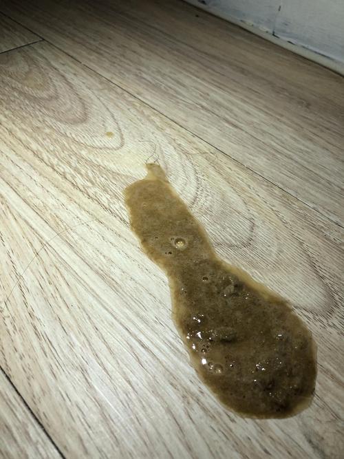 晚上我玩着电脑听到猫咪呕吐然后吐了 这个是第二次隔了差不多十分钟