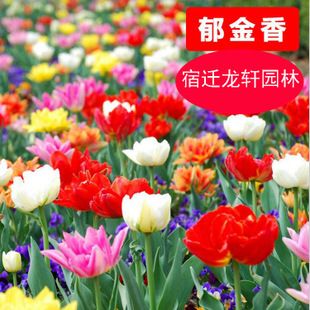 观赏植物种球郁金香 荷兰土培球根郁金香 厂家批发盆栽花卉郁金香
