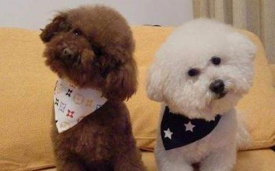 区分"泰迪犬"和"比熊犬"很简单,看这5个地方就知道了