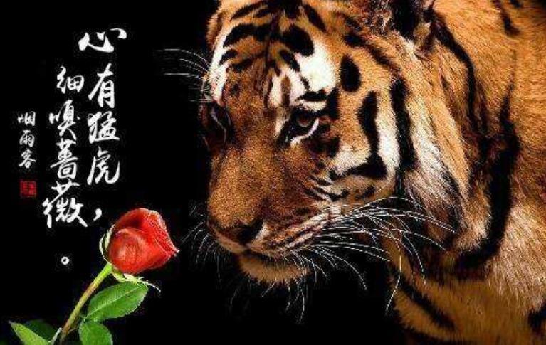 80后创业者"阿甘"之死,若你心有猛虎,希望你也能细嗅蔷薇