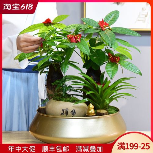 发财树大盆栽招财绿植物室内客厅花卉摆件好养年宵花