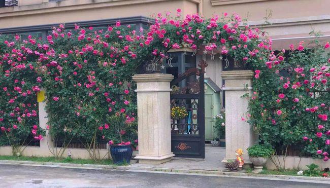 7款可多季开花的藤本月季让你的花园花比别人多