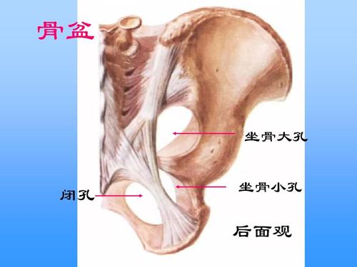 骨盆 坐骨大孔 坐骨小孔 闭孔 后面观