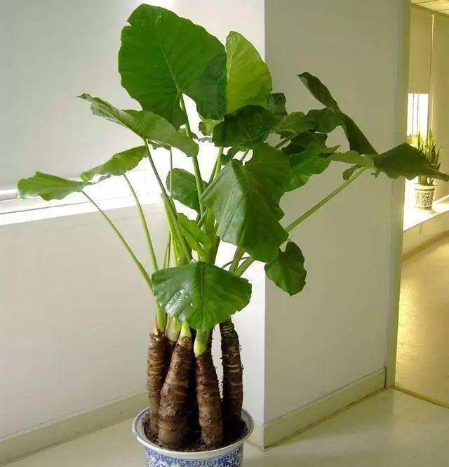 经验| 滴水观音换盆换土有几个要点