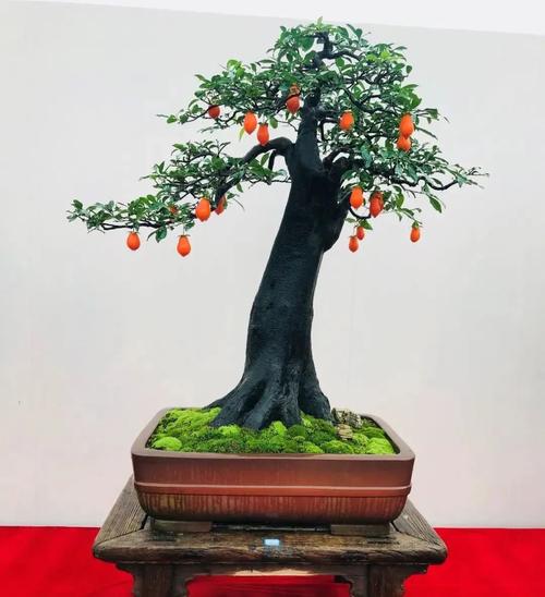 金弹子好看也好栽,盆景人不可不选的素材