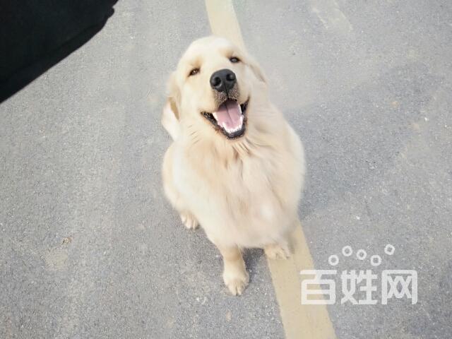 金毛种公(沙滩金)对外借配