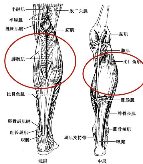 小腿后方的肌肉成为小腿三头肌,有浅面的腓肠肌内,外侧头及深面的