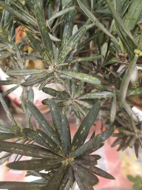 罗汉松叶子有斑点