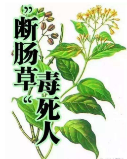 神农因为断肠草丧命,因为吃法不对
