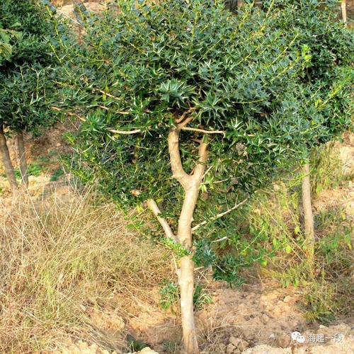 榨刺树图片