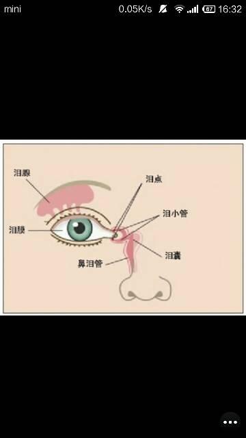 推荐回答 你好,宝宝的泪腺一般是在上下眼睑的位置,所以现在如果是